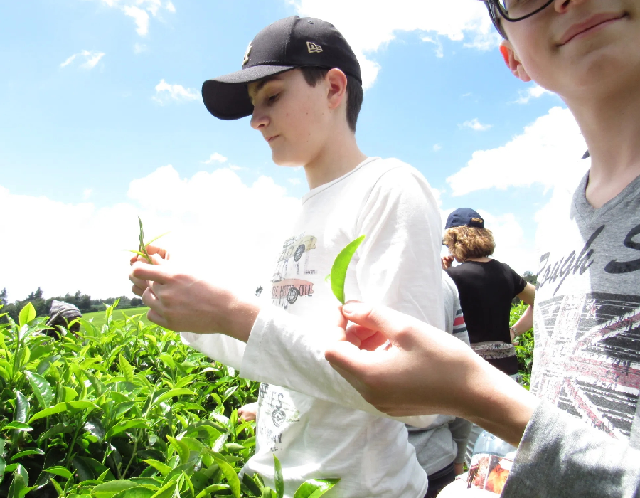 Tea Retreats (Non-Resident)